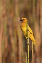 Eastern golden weaver (Ploceus subaureus), adult, male, auto-waiting, alert, preparing nest, Saint