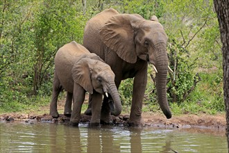 African elephant (Loxodonta africana), young animal, mother, mother with young animal, at the