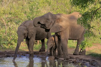 African elephant (Loxodonta africana), juvenile, mother, adult, female, group, at the water,