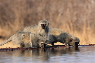 Vervet Monkey (Chlorocebus pygerythrus), adult, three animals, group, drinking, at the water,