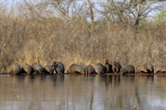 Zebra mongoose (Mungos mungo), adult, group, at the water, drinking, Kruger National Park, Kruger