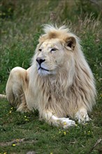 Lion, white form (Panthera leo), adult male, captive