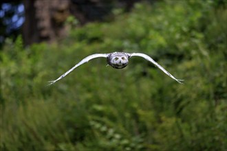 Snowy Owl (Nyctea scandiaca), adult flying, captive, Germany, Europe