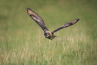 Eurasian Eagle-owl (Bubo bubo), adult flying, calling, Eifel, Germany, Europe