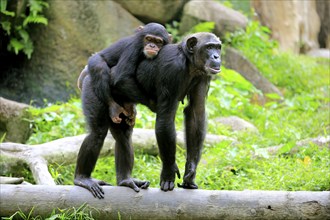 Chimpanzee (Pan troglodytes troglodytes), female, adult, young animal, young animal rides on