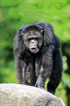 Chimpanzee (Pan troglodytes troglodytes), adult male