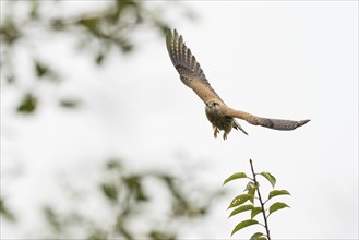 A female Common Kestrel (Falco tinnunculus) in flight over a branch, against a bright sky, Hesse,