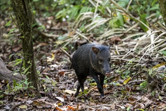 Collared peccary (Pecari tajacu) foraging in the rainforest, Corcovado National Park, Osa,