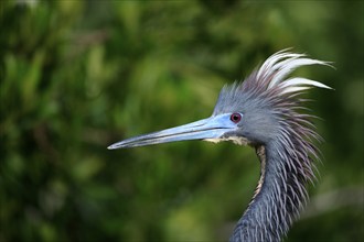 Tricoloured Heron (Egretta tricolor), adult, courtship, courtship display, portrait, Florida, USA,