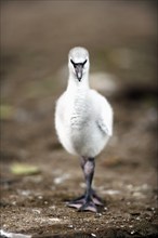 Chilean flamingo (Phoenicopterus ruber chilensis), juvenile, young bird, South America