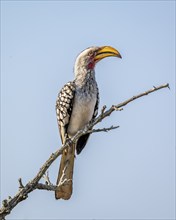 Red-ringed Hornbill (Tockus leucomelas) sitting on a branch against a blue sky, Kruger National