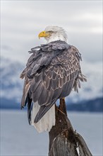 Bald eagle, Haliaeetus leucocephalus, sitting, adult, winter, Homer, Alaska, USA, North America