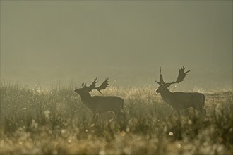 Fallow deer (Cervus dama), male, rut, Hesse, Germany, Europe