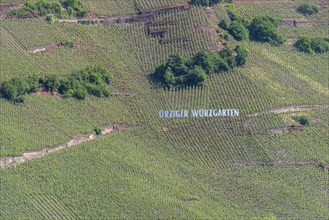 Ürziger Würzgarten vineyard, Ürzig, Moselle, Rhineland-Palatinate, Germany, Europe