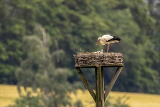 White stork (Ciconia ciconia), on its nest, Rhineland-Palatinate, Germany, Europe