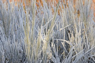 Broom (Genista), bushes with hoar frost, Arnsberg Forest nature park Park, North Rhine-Westphalia,