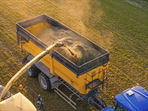 Tractor unloading crops into a yellow trailer in a field while dust rises, Haselstaller Hof,