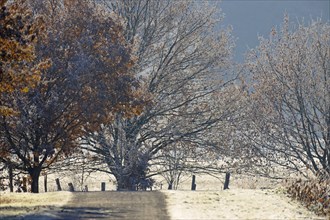 Winter landscape, path leads past deciduous trees, autumn leaves with hoarfrost, North