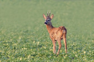 European roe deer (Capreolus capreolus), roebuck standing in a field after the rutting season,