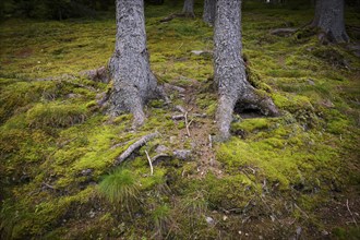 Tree trunk, roots, moss-covered, Taser Höhenweg, forest, Schenna, Scena, South Tyrol, Autonomous