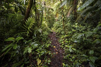 Narrow hiking trail in the tropical rainforest, dense green vegetation, Laguna de Hule, Refugio