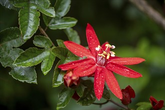 Flower of a red passion flower (Passiflora vitifolia) in the tropical rainforest, Alajuela