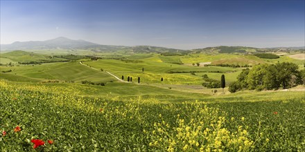 Landscape around Pienza, Val d'Orcia, Orcia Valley, UNESCO World Heritage Site, Province of Siena,