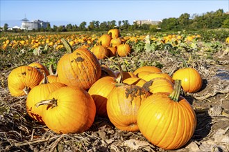 Pumpkin field, ripe pumpkins, shortly in front of harvest, near Neuss, North Rhine-Westphalia,