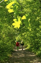 Hiking on the Bergischer Weg, a hiking trail, here in Essen, North Rhine-Westphalia, Germany,