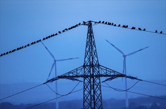 Many birds, rooks, sitting on a high-voltage power line after sunset, wind power plants, Hamm,