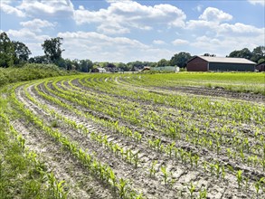 Field with plants of young corn (Zea mays) young maize plants growing on maize field, visible