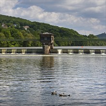 Nile goose family (Alopochen aegyptiaca) at the weir of the Stiftsmühle run-of-river power station,