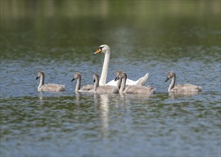 Mute swan (Cygnus olor), adult and young birds swimming on a pond, Thuringia, Germany, Europe