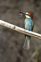 Bee-eater (Merops apiaster), bird on a perch with insect in its beak, Salzlandkreis, Saxony-Anhalt,