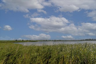 Leyhörn nature reserve, North Sea coast, Krummhörn, East Frisia, Lower Saxony, Germany, Europe