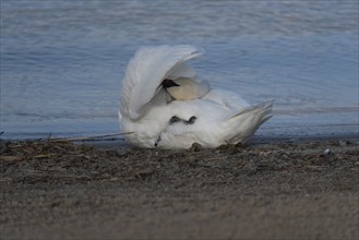 Mute swan (Cygnus olor) preening itself on the shore of Lake Plau, Ganzlin, Mecklenburg-Western