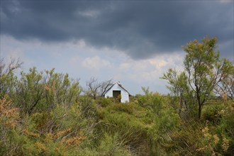 Small thatched white church, amidst vegetation and cloudy sky, summer, Fielouse, Arles, Camargue,