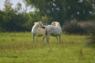 Two white Camargue horses standing in a green meadow in a peaceful, natural setting, Camargue,