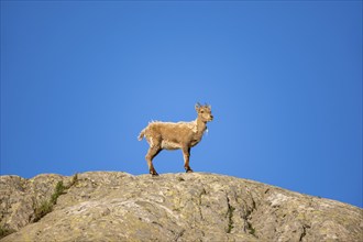 Alpine ibex (Capra ibex), young animal on a rock in front of a blue sky, in the morning light, Mont