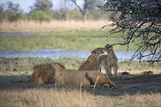 Lion (Panthera leo), animal family, adult male lying in dry grass, two cubs playing, Khwai,