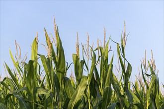 Symbolic image, renewable energies, maize plants, biogas plant, feed maize, Baden-Württemberg,