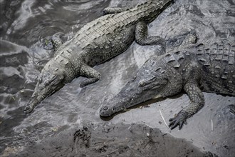 American crocodile (Crocodylus acutus) swimming in the water, from above, Rio Tarcoles, Carara