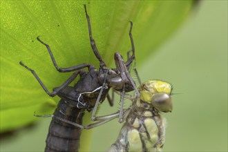 Southern Hawker (Aeshna cyanea) with exuviae, Emsland, Lower Saxony, Germany, Europe