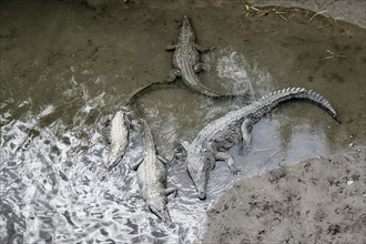 American crocodiles (Crocodylus acutus) swimming in the water, from above, Rio Tarcoles, Carara