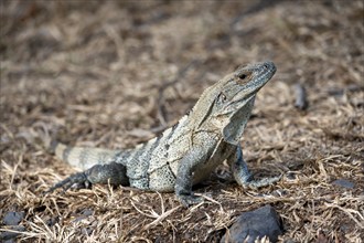 Black spiny-tailed iguana (Ctenosaura similis), adult female, Carara National Park, Tarcoles,