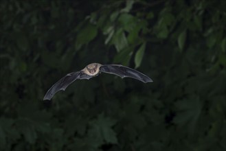 Common pipistrelle (Pipistrellus pipistrellus) hunting insects in front of deciduous forest,