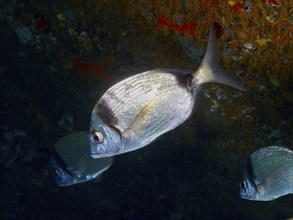 Silver fish, two-banded bream (Diplodus vulgaris), swimming in a shoal near a coral wall, dive site