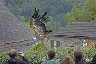 Griffon vulture (Gyps fulvus), flying, Hohenwerfen Castle, Salzburger Land, Austria, Europe