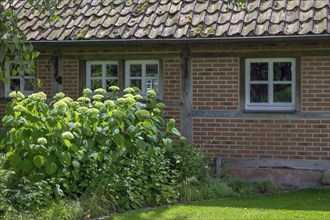 District educational garden, Hydrangea Annabelle, Burgsteinfurt, Steinfurt, Münsterland, North