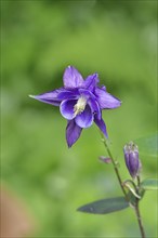 Columbine (Aquilegia vulgaris), blue flower at the edge of a forest, Wilnsdorf, North